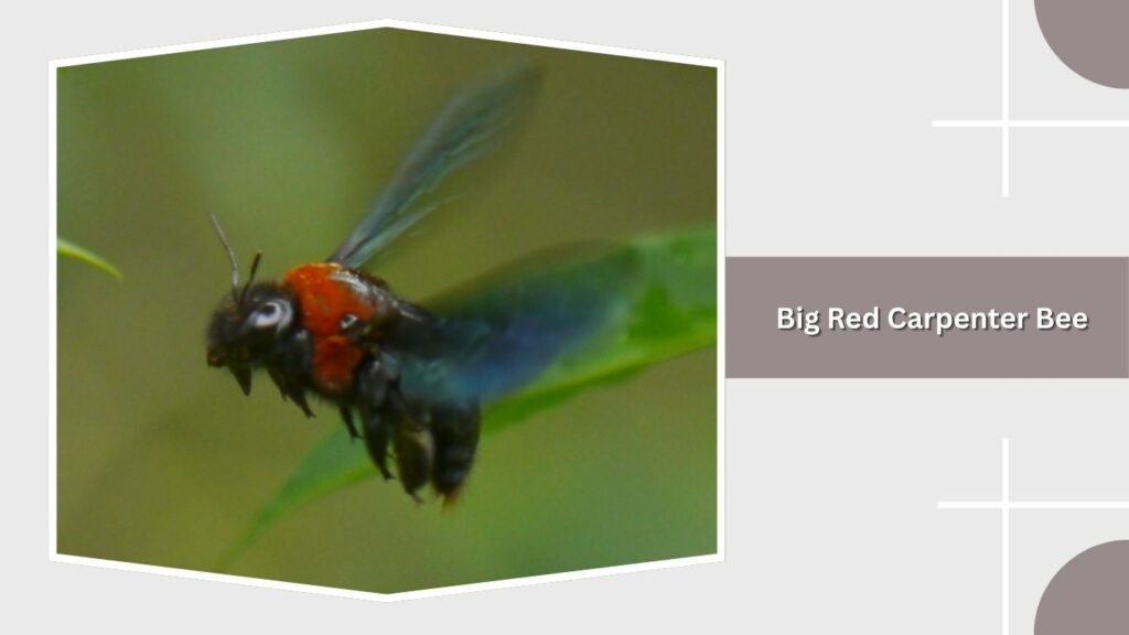 Big Red Carpenter Bee