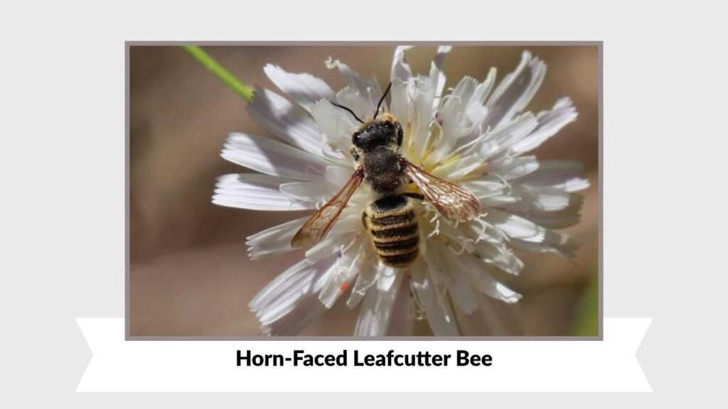 Horn-Faced Leafcutter Bee