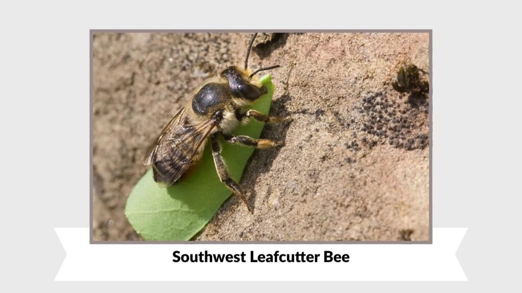 Southwest Leafcutter Bee