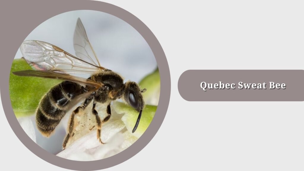 Quebec Sweat Bee