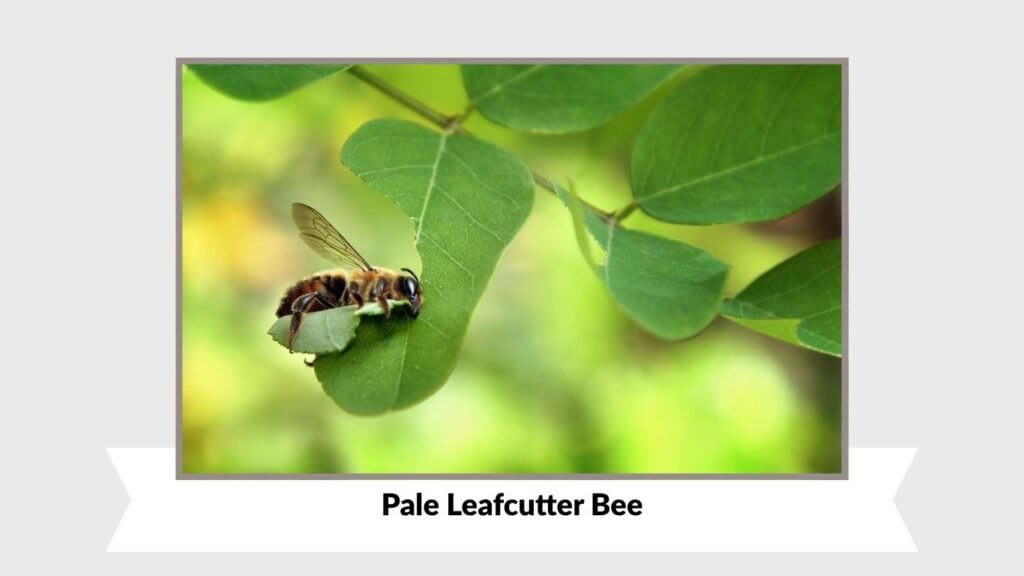 Pale Leafcutter Bee