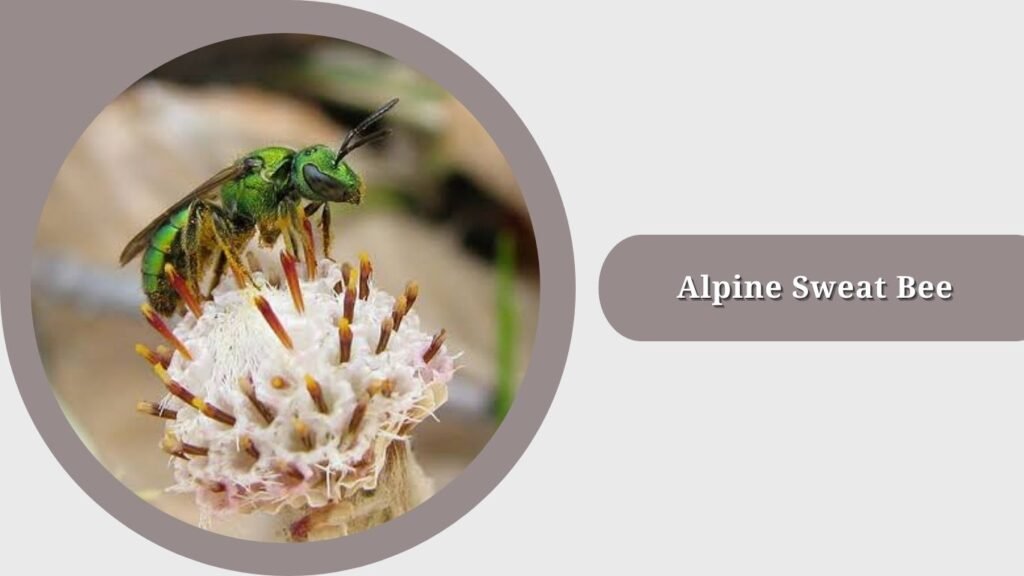Alpine Sweat Bee