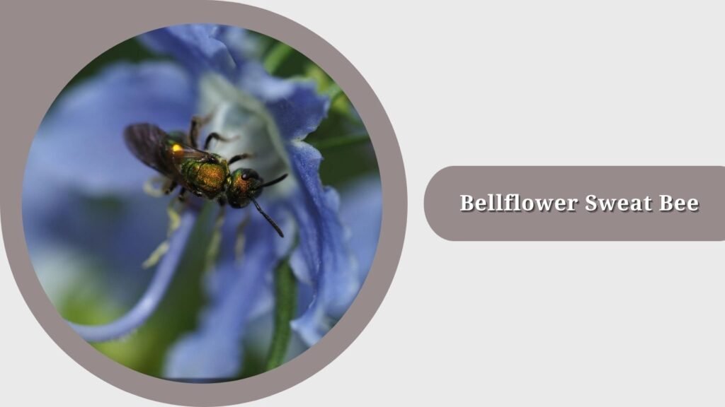 Bellflower Sweat Bee