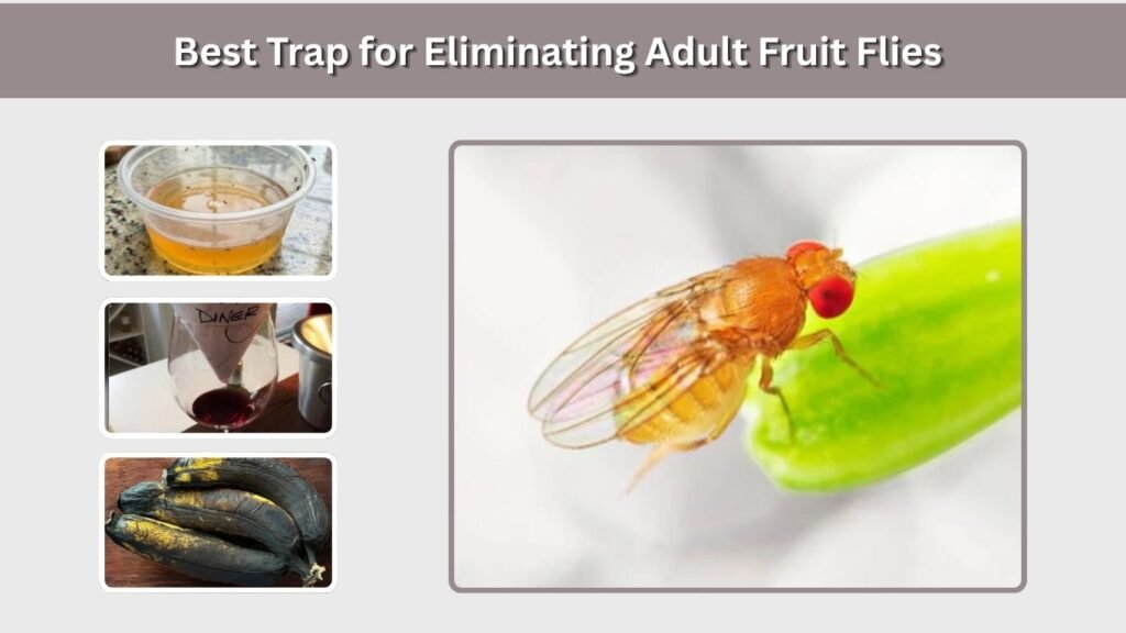 Best Trap for Eliminating Adult Fruit Flies