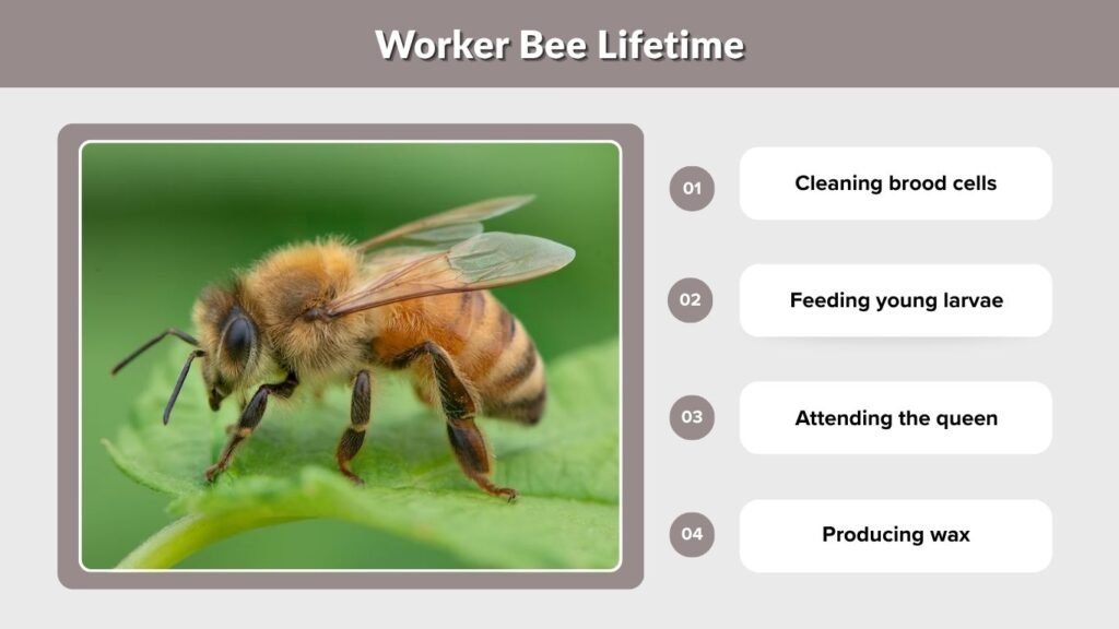 Worker Bee Lifetime