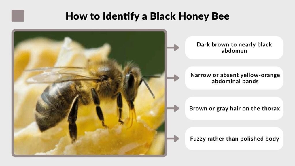 How to Identify a Black Honey Bee