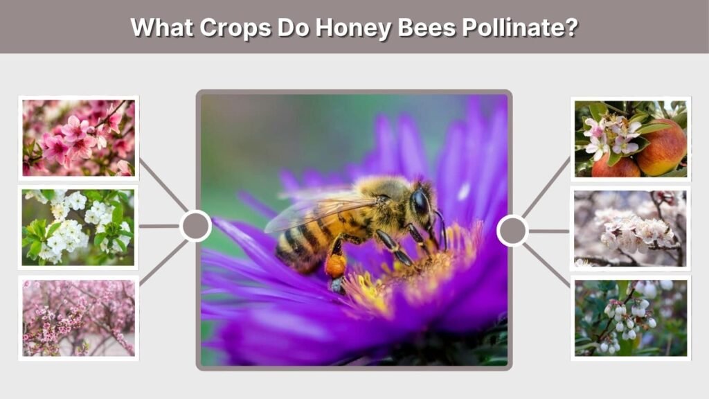 What Crops Do Honey Bees Pollinate?