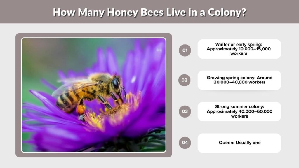 How Many Honey Bees Live in a Colony?