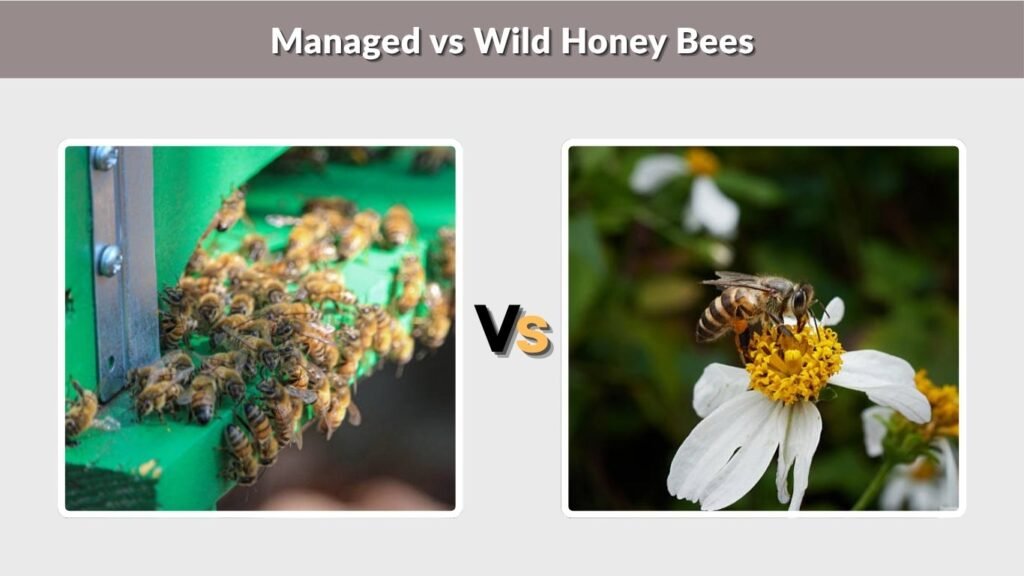 Managed vs Wild Honey Bees