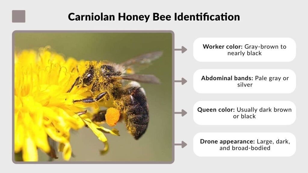 Carniolan Honey Bee Identification