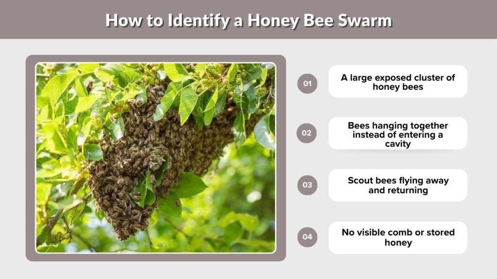 How to Identify a Honey Bee Swarm