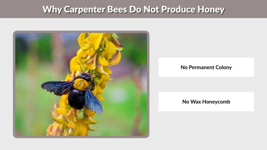 Why Carpenter Bees Do Not Produce Honey