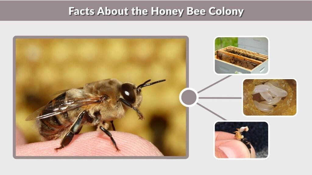 Facts About the Honey Bee Colony