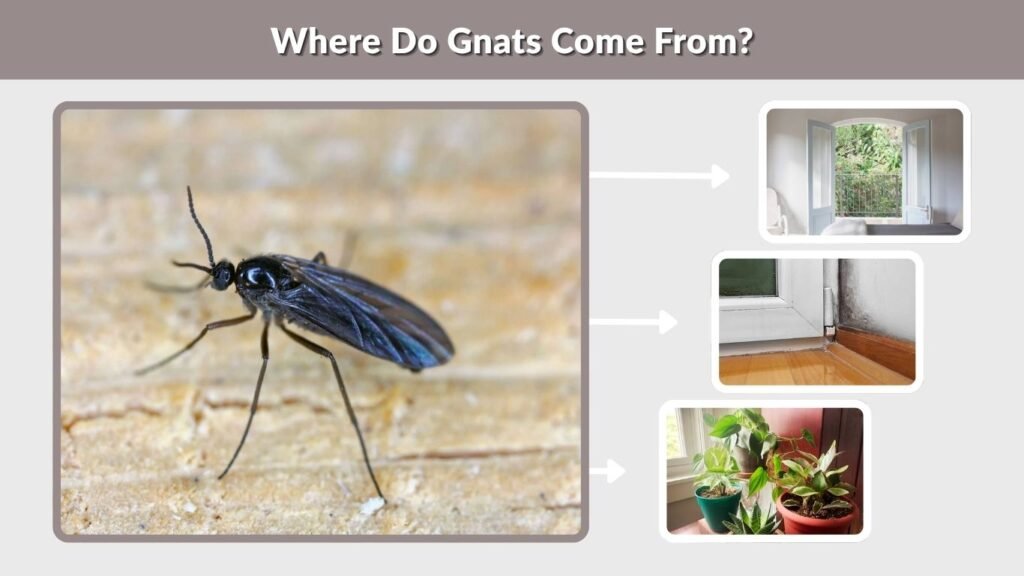Where Do Gnats Come From?