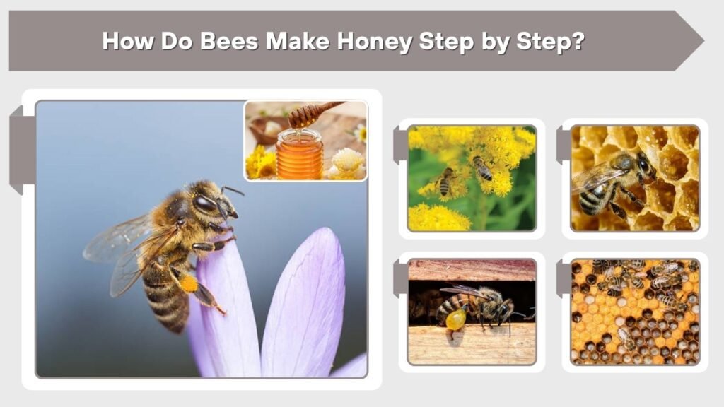 How Do Bees Make Honey Step by Step?