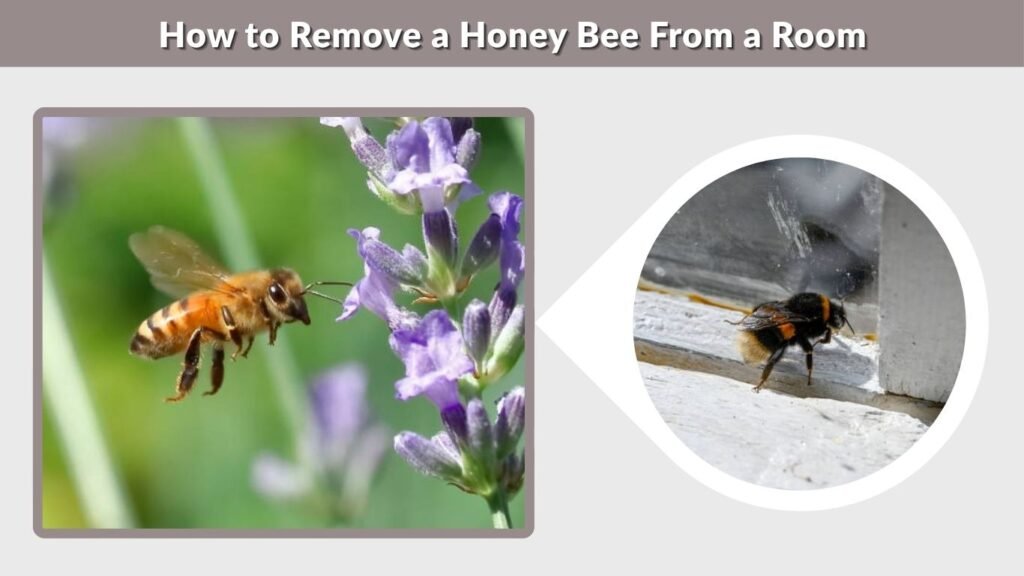 How to Remove a Honey Bee From a Room