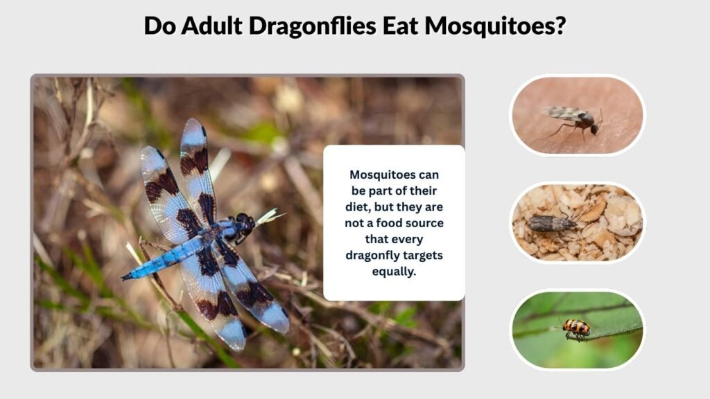 Do Adult Dragonflies Eat Mosquitoes?