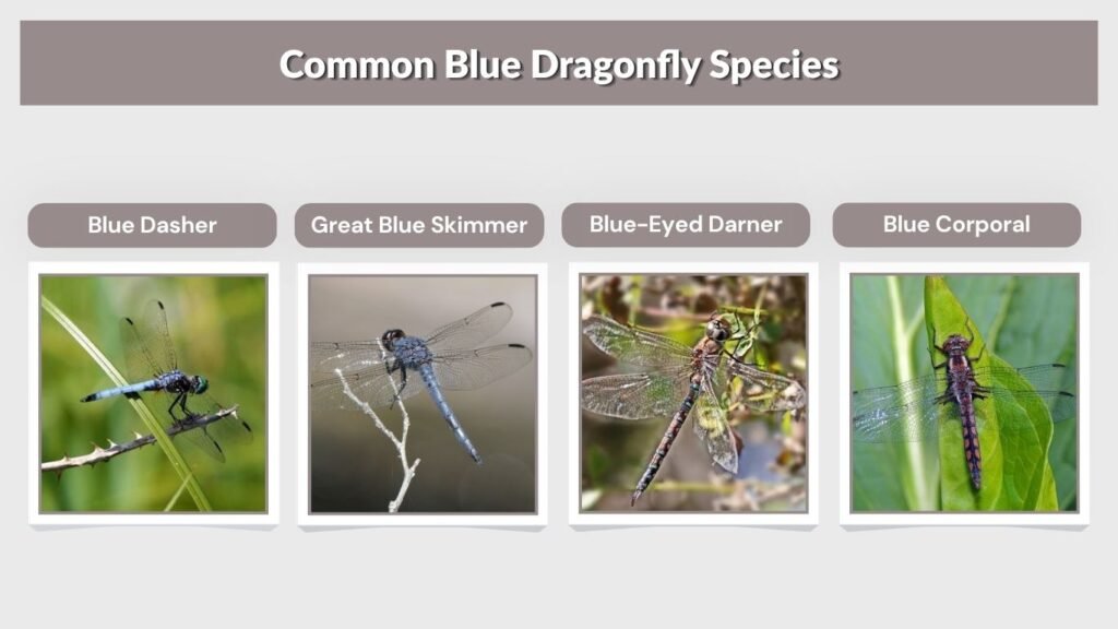 Common Blue Dragonfly Species
