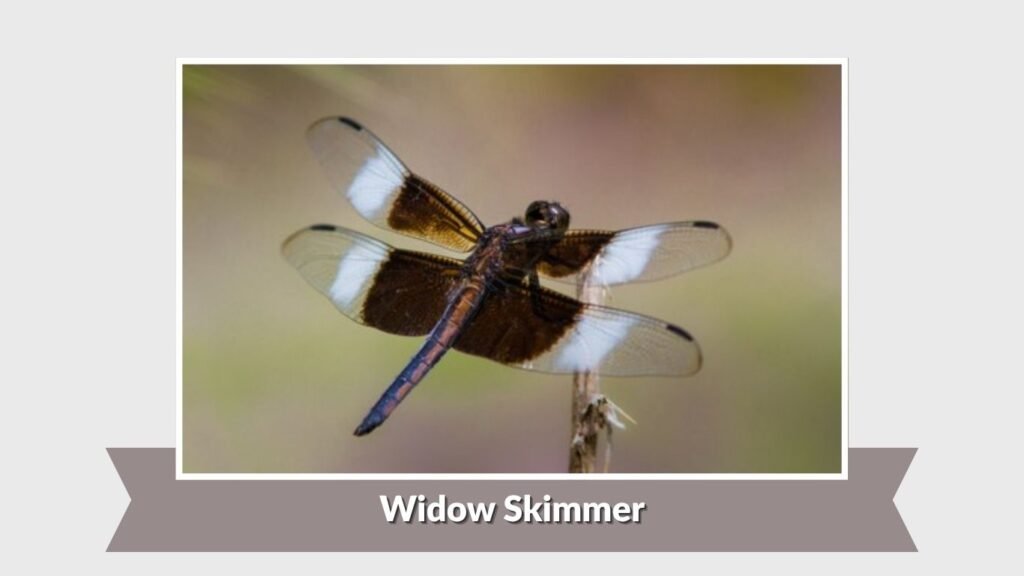 Widow Skimmer