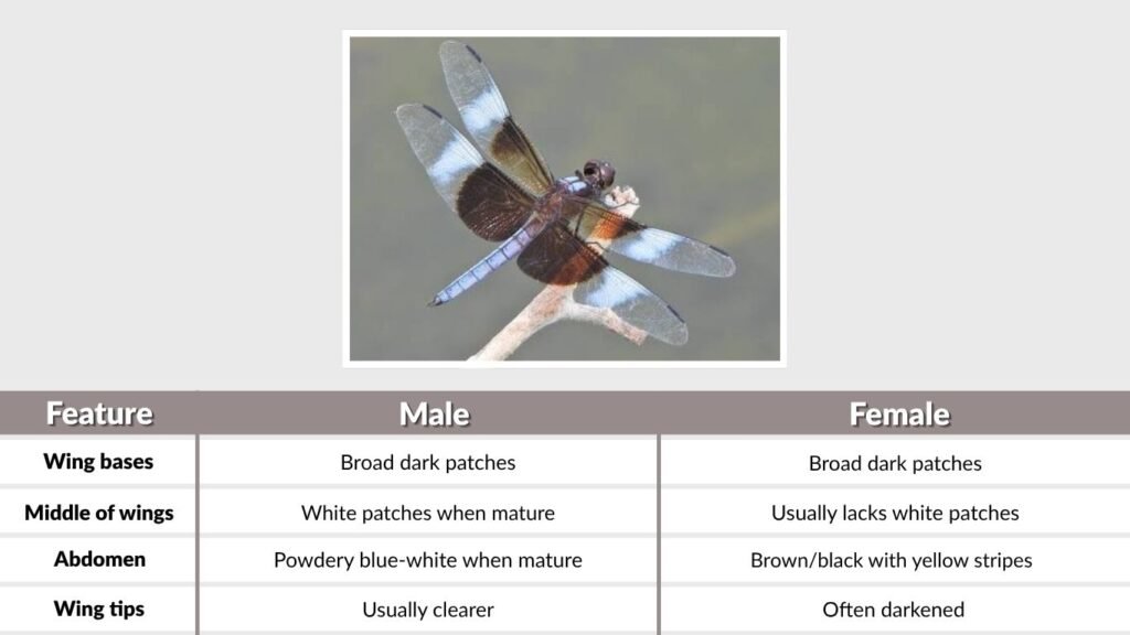 Widow Skimmer Identification