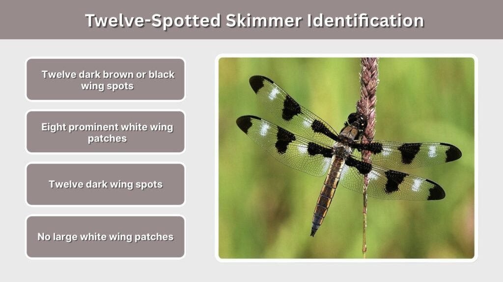 Twelve-Spotted Skimmer Identification