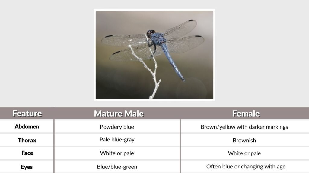Great Blue Skimmer Identification