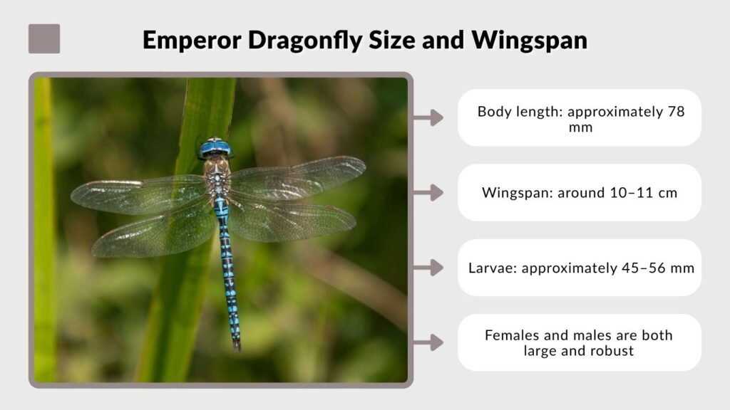 Emperor Dragonfly Size and Wingspan