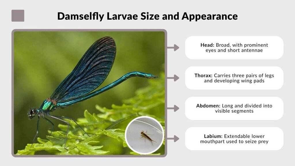 Damselfly Larvae Size and Appearance