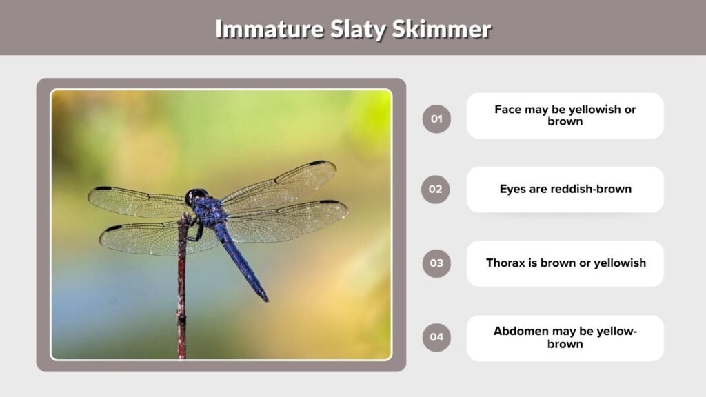 Immature Slaty Skimmer