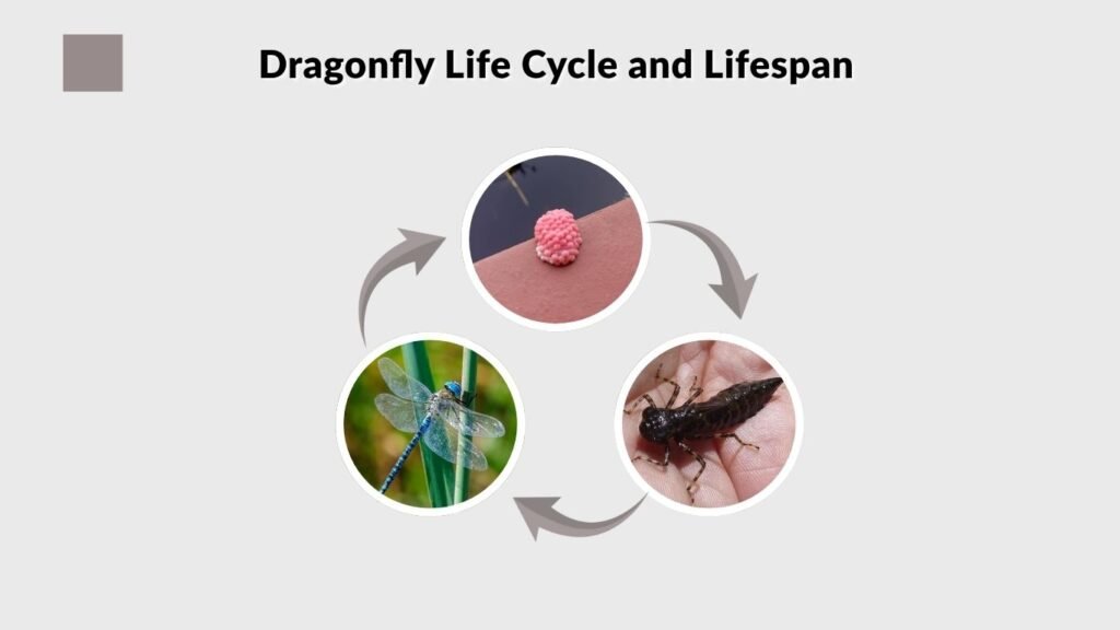 Dragonfly Life Cycle and Lifespan