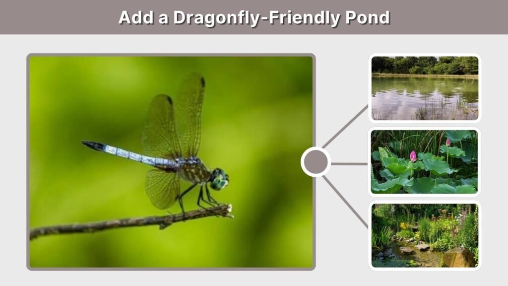 Add a Dragonfly-Friendly Pond