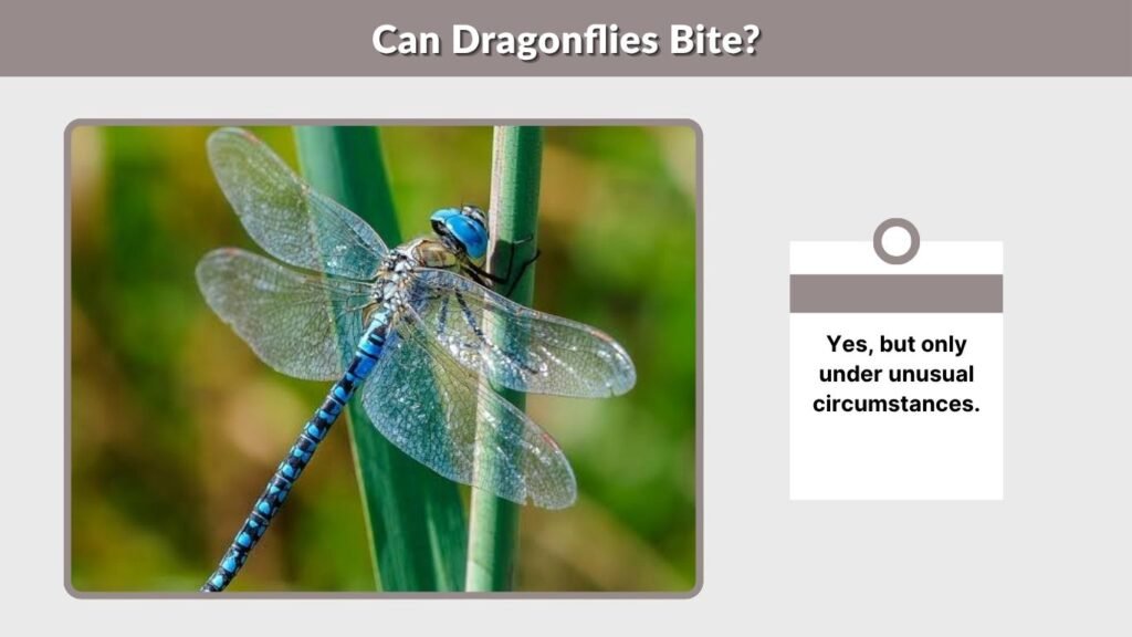 Can Dragonflies Bite?