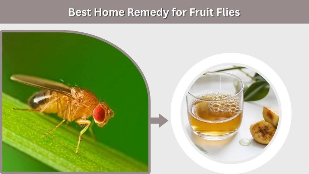 Best Home Remedy for Fruit Flies