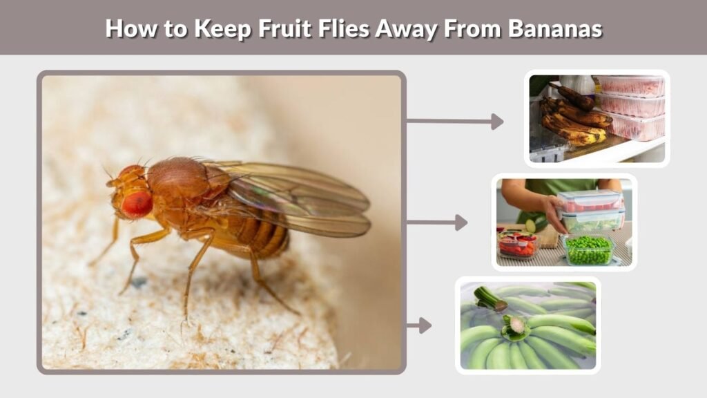 How to Keep Fruit Flies Away From Bananas