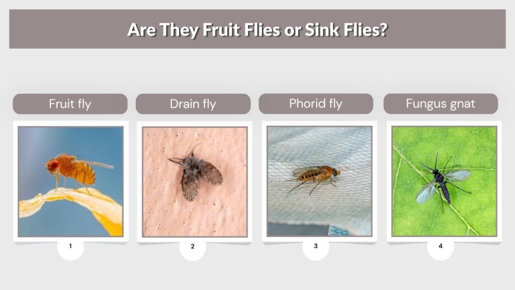 Are They Fruit Flies or Sink Flies?