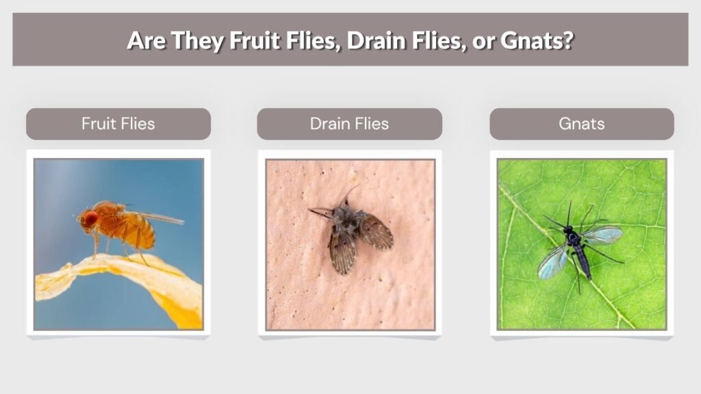 Are They Fruit Flies, Drain Flies, or Gnats?