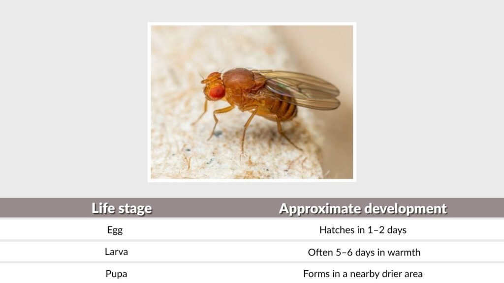 Why Do Fruit-Fly Infestations Grow So Quickly?