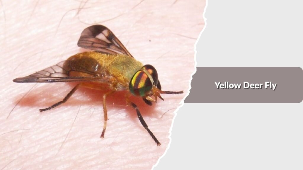 Yellow Deer Fly