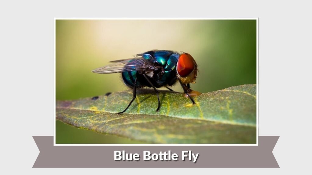 Blue Bottle Fly