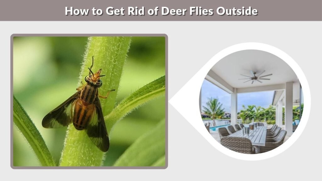 How to Get Rid of Deer Flies Outside