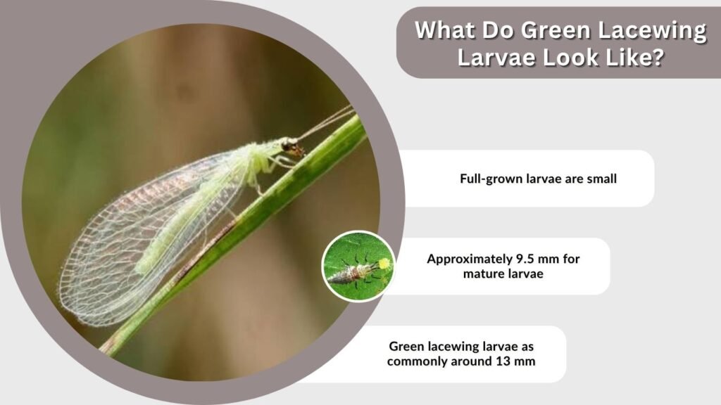 What Do Green Lacewing Larvae Look Like?