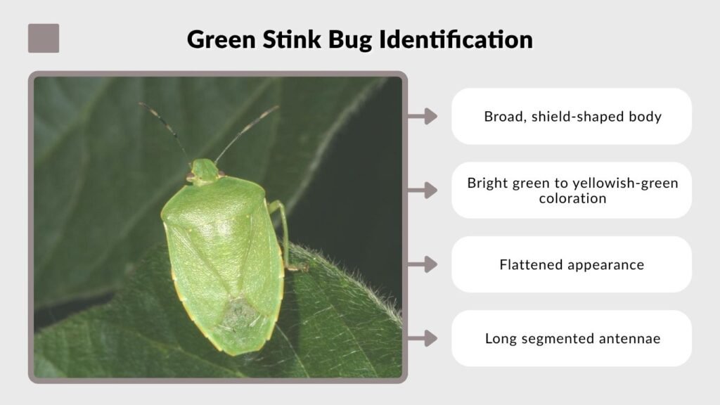 Green Stink Bug Identification