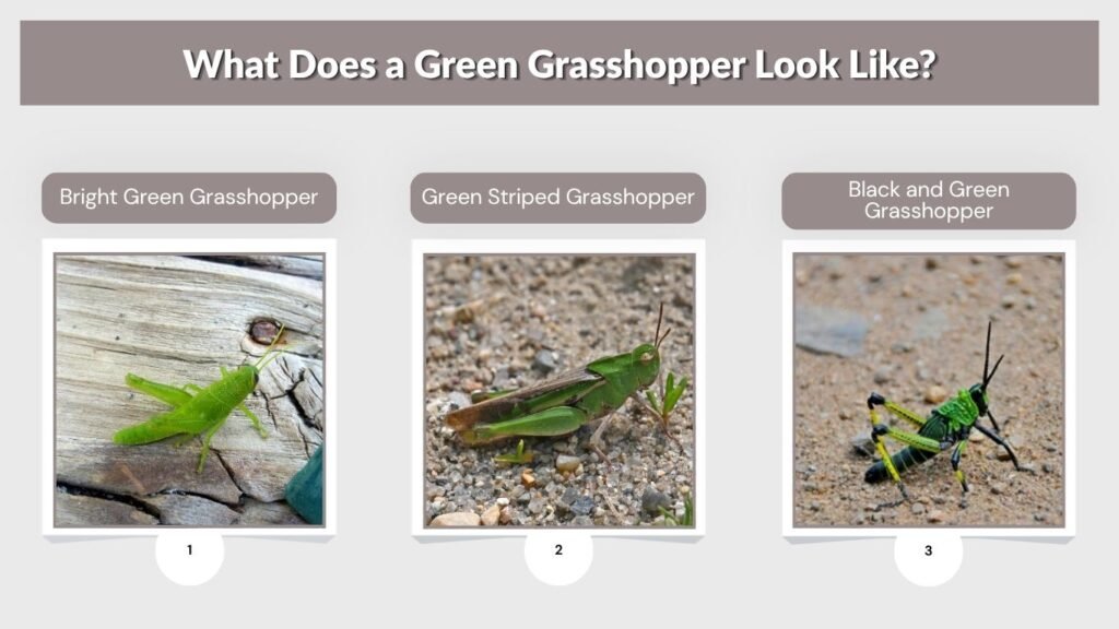 What Does a Green Grasshopper Look Like?