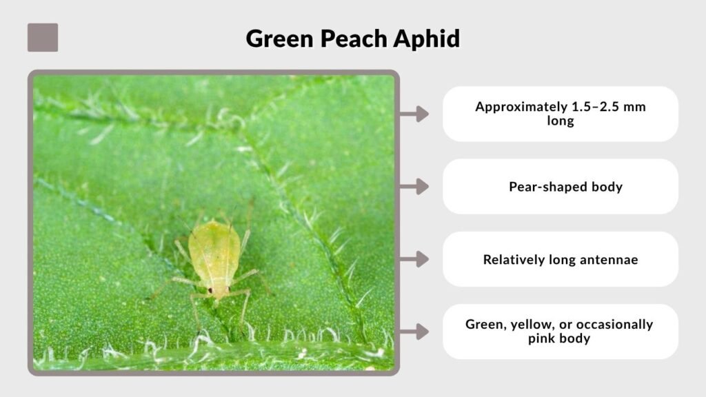 Green Peach Aphid
