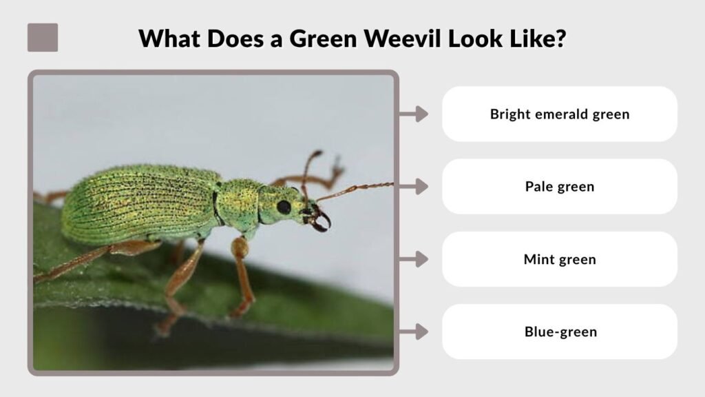 What Does a Green Weevil Look Like?