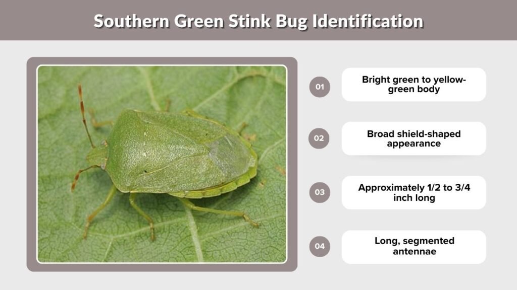 Southern Green Stink Bug Identification