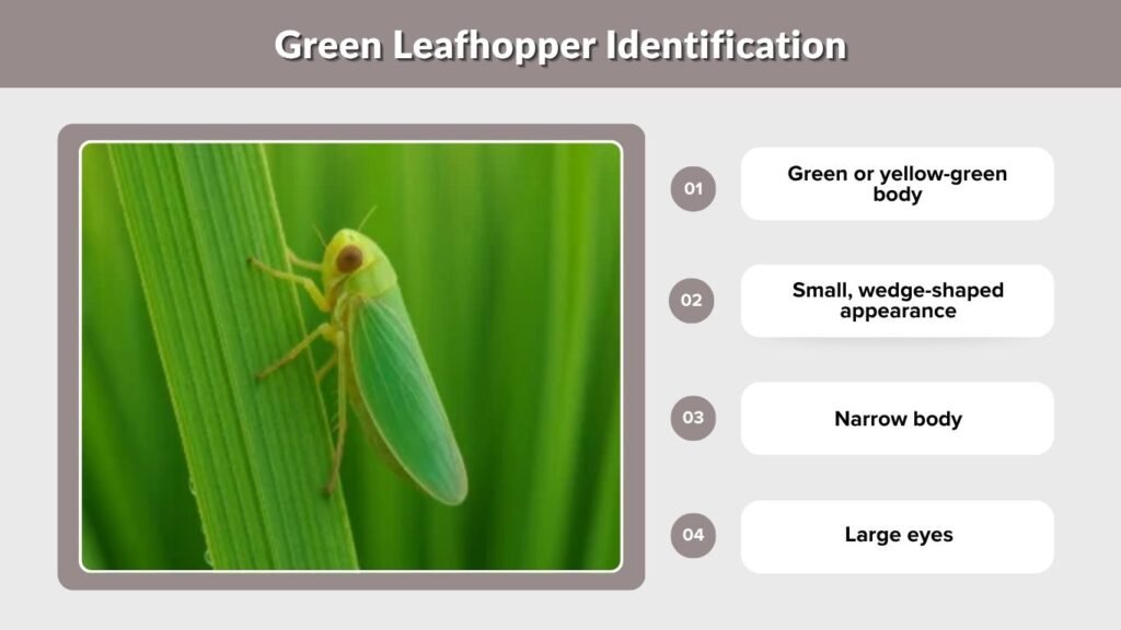 Green Leafhopper Identification