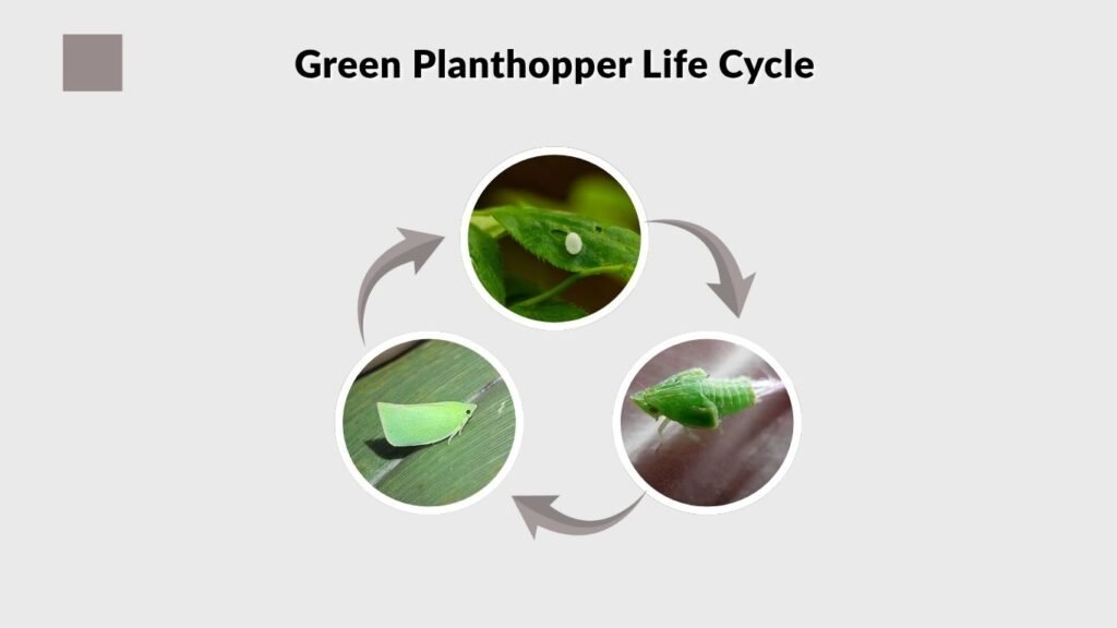 Green Planthopper Life Cycle
