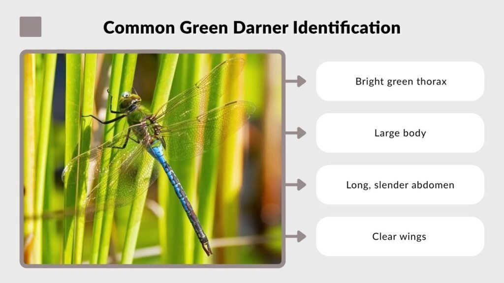 Common Green Darner Identification