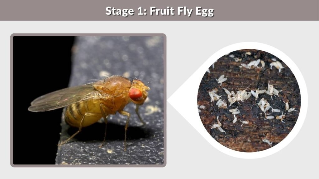 Stage 1: Fruit Fly Egg
